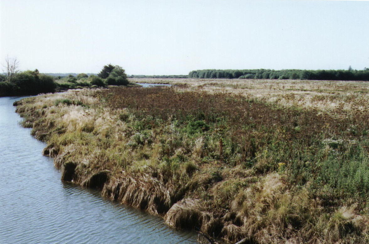 Millport Slough natural levee, Siletz estuary, Oregon USA