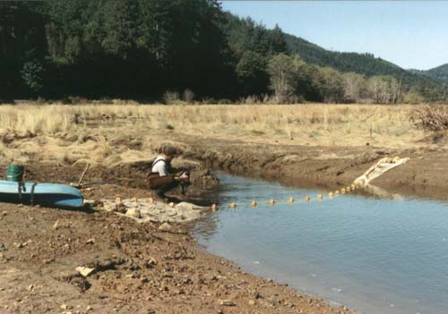 seining at Yaquina restoration site